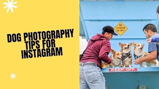 WAYS TO TAKE IMAGES OF YOUR DOGGY FOR INSTAGRAM (TIPS & TRICKS)
