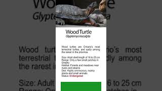 Hardwood Turtle you need to Quick Guidelines to Ontario' s Frogs for Instagram